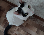 Кошки в Томске: Кот ищет дом Мальчик, Бесплатно - фото 2