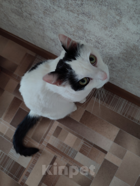 Кошки в Томске: Кот ищет дом Мальчик, Бесплатно - фото 2