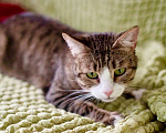 Кошки в Москве: Роскошный полосатый кот Борис ищет дом, в добрые руки Мальчик, 1 руб. - фото 3