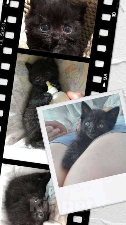 Кошки в Москве: Чудесные котята Тим и Том в добрые руки. Мальчик, Бесплатно - фото 6