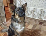 Собаки в Первоуральске: Щенок Тихон, Бесплатно - фото 2