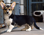 Собаки в Тольятти: Питомник «ХАРВИТ ДЕ САМ» предлагает щенка Вельш корги пемброк. Девочка, 50 000 руб. - фото 1