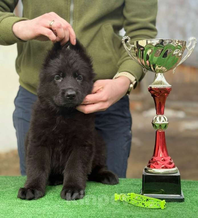Собаки в Кургане: Щенок немецкой овчарки длинношерстной Девочка, 40 000 руб. - фото 1