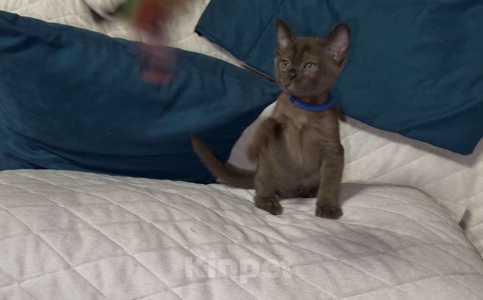 Кошки в Москве: Буми соболь Мальчик, 35 000 руб. - фото 8