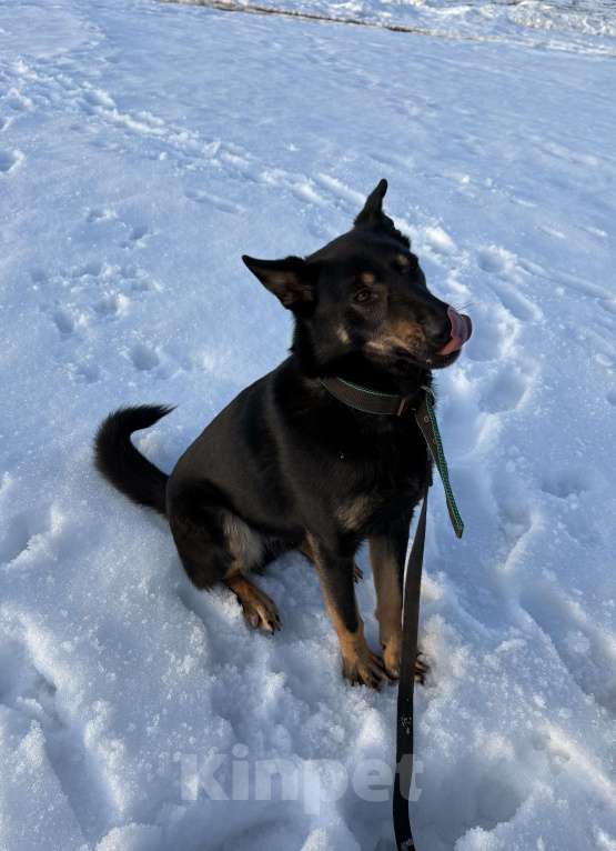 Собаки в Воскресенске: Веселый волчара Мальчик, Бесплатно - фото 6