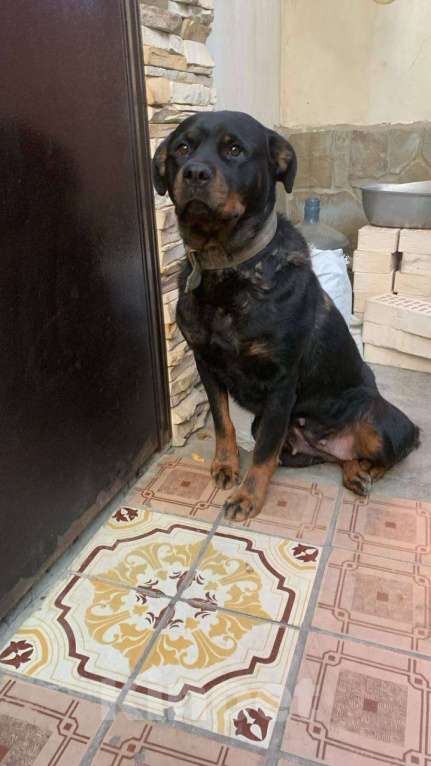 Собаки в Ростове-на-Дону: Отдам в добрые руки девочку ротвейлера Девочка, Бесплатно - фото 2