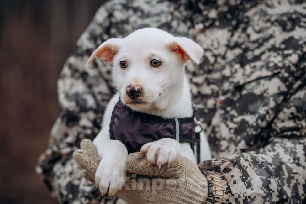 Собаки в Москве: Щенок-мальчик, в добрые руки Мальчик, Бесплатно - фото 4