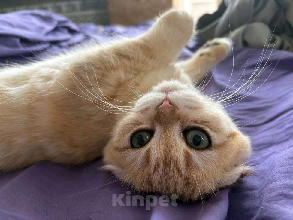 Кошки в Москве: Шотландский вислоухий котёнок  Девочка, 15 000 руб. - фото 7