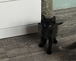 Кошки в Чите: Котёнок мальчик рождён 7 .09.2024 г. К лотку приучен, кушает самостоятельно , активен и игрив .  Мальчик, Бесплатно - фото 1
