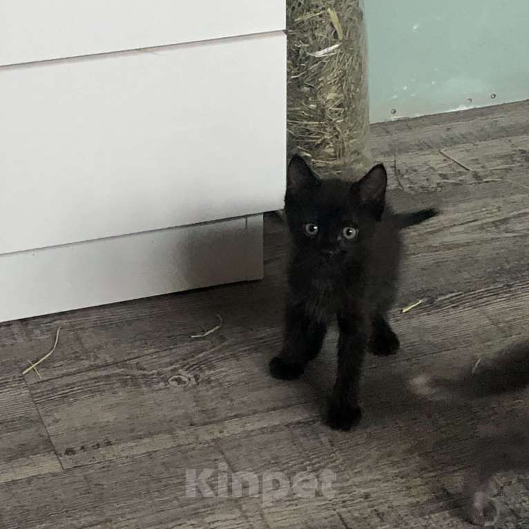 Кошки в Чите: Котёнок мальчик рождён 7 .09.2024 г. К лотку приучен, кушает самостоятельно , активен и игрив .  Мальчик, Бесплатно - фото 1