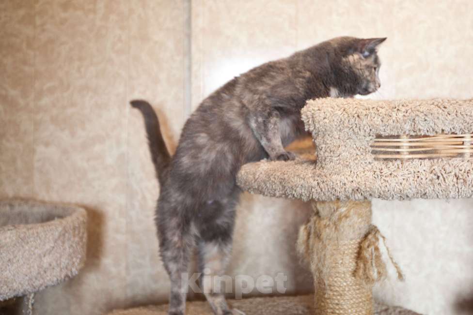 Кошки в Москве: Кошка голубо-кремового окраса в добрые руки  Девочка, Бесплатно - фото 6