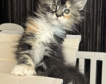 Кошки в Хабаровске: Барселона мейн кун Девочка, 150 000 руб. - фото 3