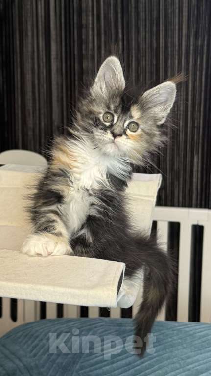 Кошки в Хабаровске: Барселона мейн кун Девочка, 150 000 руб. - фото 3