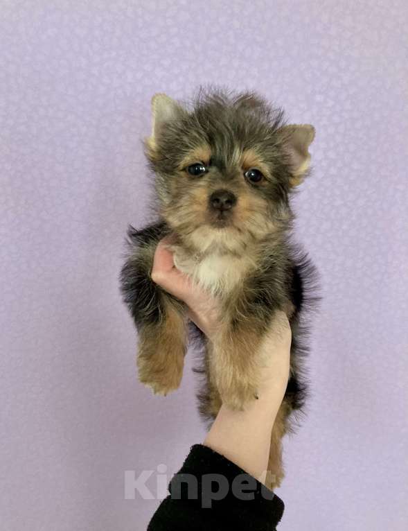 Собаки в Москве: Крупный йорк мраморный мальчик весёлый Мальчик, 50 000 руб. - фото 10