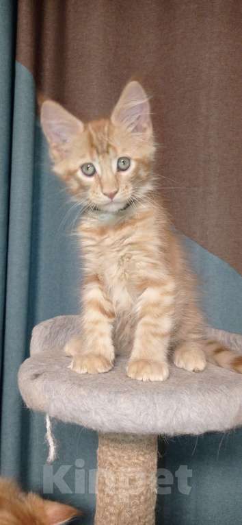 Кошки в Череповце: Котята Мальчик, 30 000 руб. - фото 1