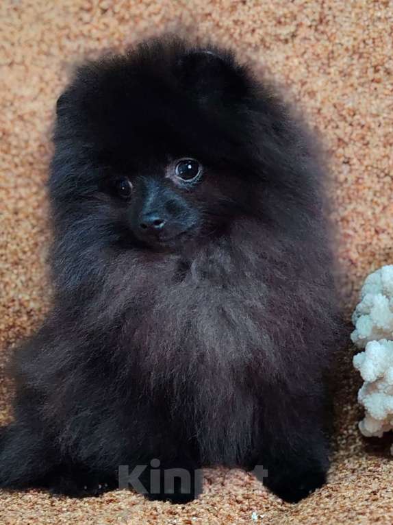 Собаки в других городах Московской области: Щенок померанский шпиц Мальчик, 70 000 руб. - фото 1