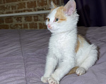 Кошки в Новокузнецке: Мальчик котенок Мальчик, Бесплатно - фото 6