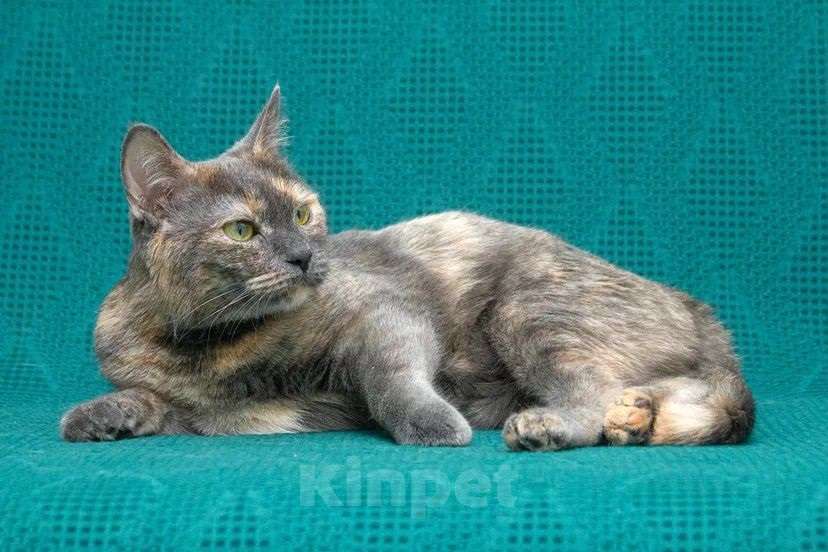 Кошки в Москве: необычная клякса в поисках семьи Девочка, Бесплатно - фото 4