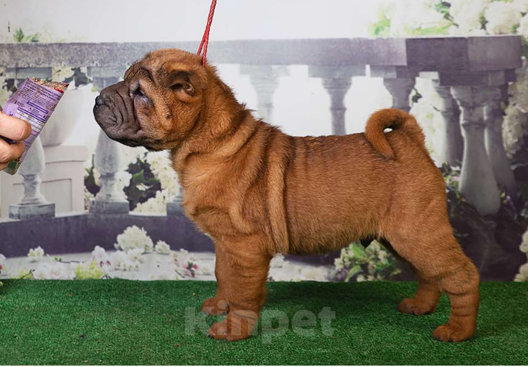 Собаки в Москве: Щенок шарпея Драгон и его однопометники (Москва) Мальчик, 25 000 руб. - фото 2