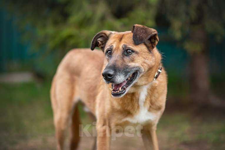 Собаки в Москве: Бонус Мальчик, Бесплатно - фото 3