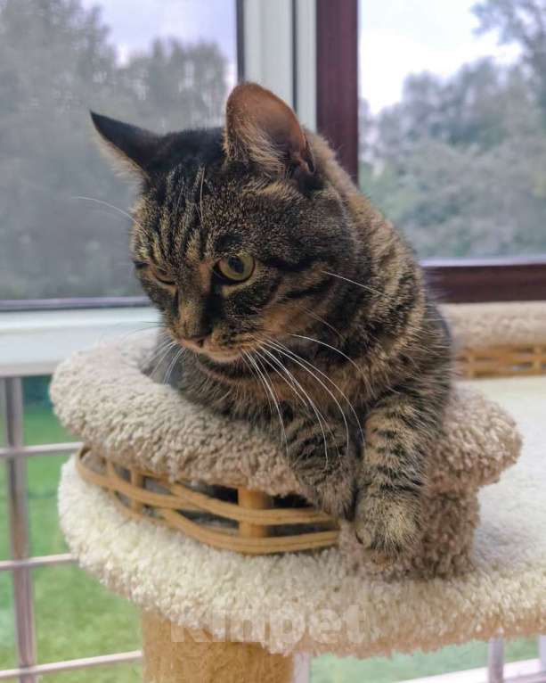 Кошки в Москве: Скоро будет два года, как Габи живет в приюте Девочка, Бесплатно - фото 2