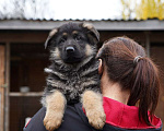 Собаки в Москве: Немецкая овчарка щенок мальчик стандарт Мальчик, 50 000 руб. - фото 1