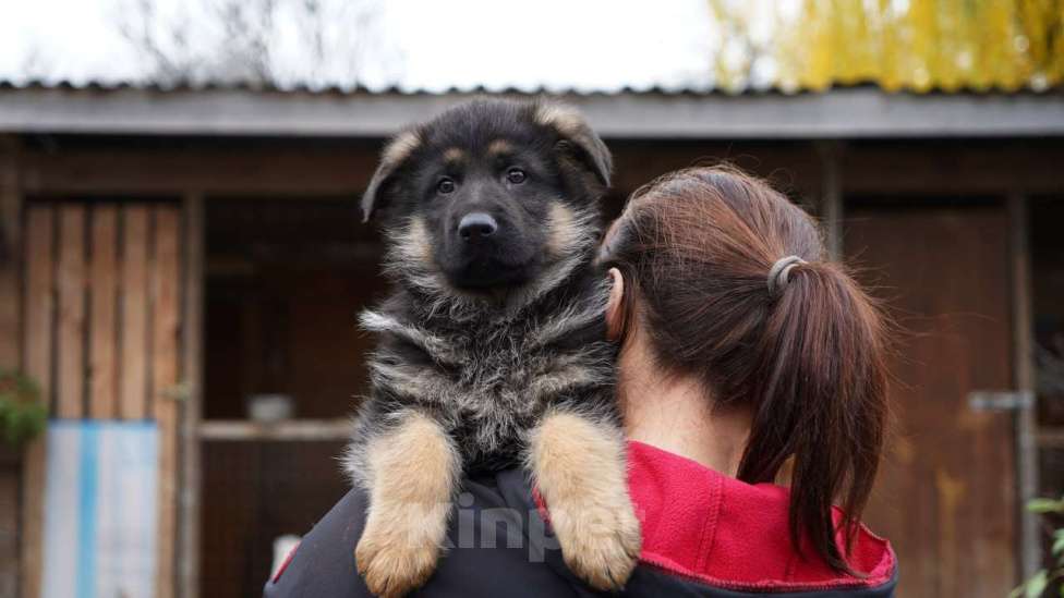 Собаки в Москве: Немецкая овчарка щенок мальчик стандарт Мальчик, 50 000 руб. - фото 1