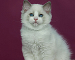 Кошки в Москве: Рэгдолл- котенок биколор Девочка, 70 000 руб. - фото 2
