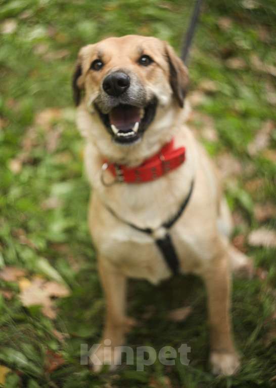Собаки в Москве: Добрая и небольшая Девочка, Бесплатно - фото 2