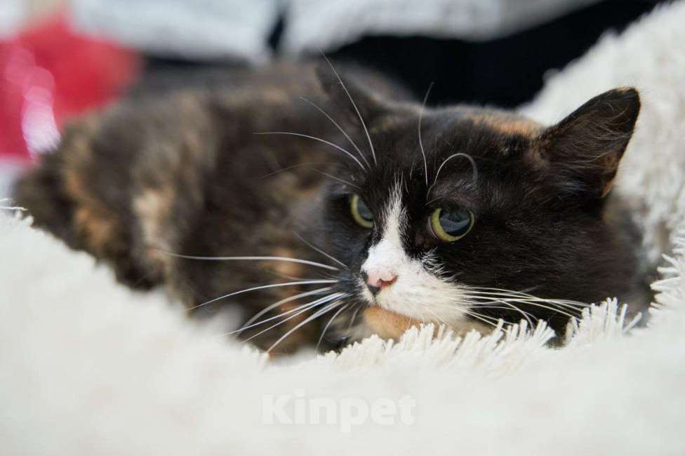 Кошки в Москве: Трёхцветная Кошка Кнопка в добрые руки Девочка, Бесплатно - фото 1