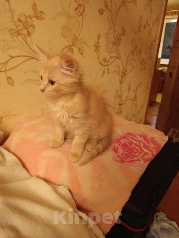 Кошки в Красногорске: Отдам котят рыжих Девочка, Бесплатно - фото 6