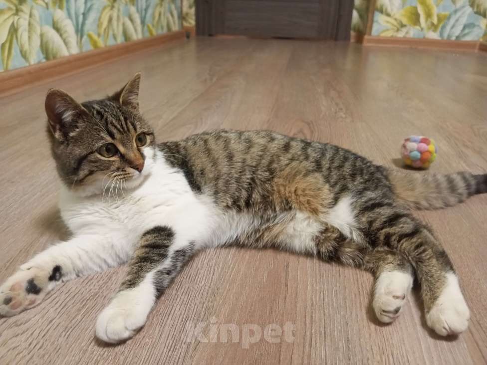 Кошки в Ростове-на-Дону: Пятимесячная кошечка ищет дом Девочка, Бесплатно - фото 2