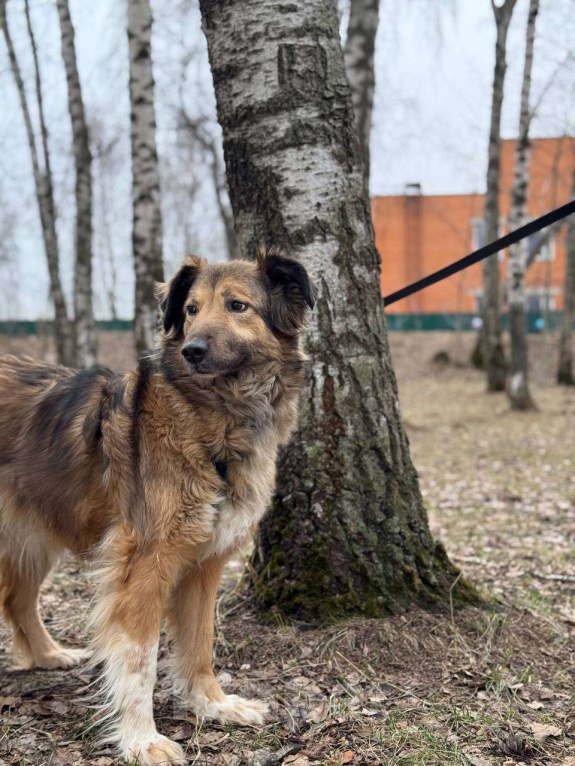 Собаки в Москве: Сима - пушинка Девочка, Бесплатно - фото 2