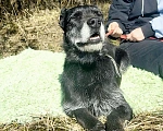 Собаки в Электрогорске: Баги сдали в приют Девочка, Бесплатно - фото 4
