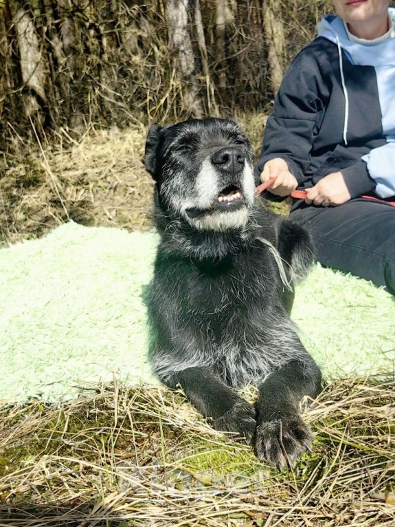 Собаки в Электрогорске: Баги сдали в приют Девочка, Бесплатно - фото 4