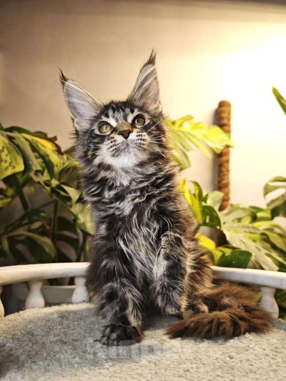 Кошки в Рыбном: Котенок мейн-кун Девочка, 50 000 руб. - фото 1