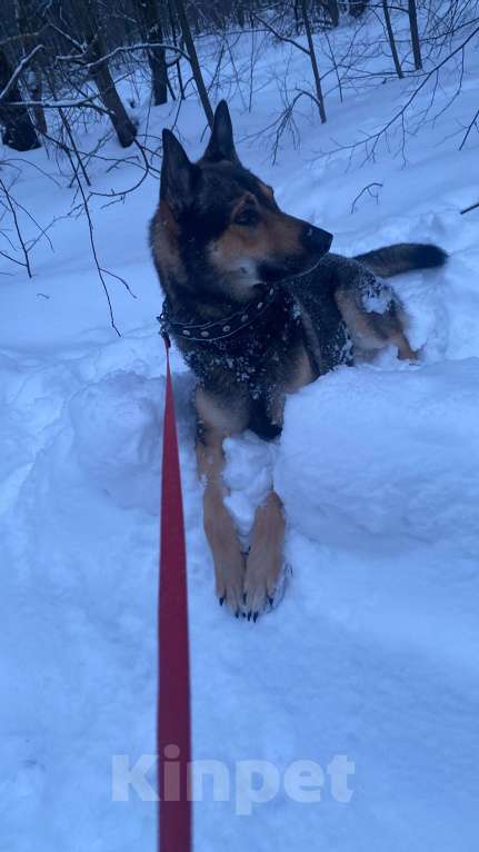 Собаки в других городах Московской области: Ищем дом срочно Мальчик, Бесплатно - фото 1
