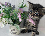 Кошки в Москве: Крохотный котенок Мила в добрые руки Девочка, Бесплатно - фото 1