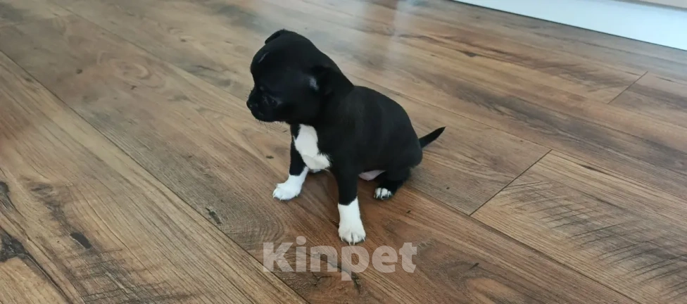 Собаки в Челябинске: Чихуахуа Девочка, 30 000 руб. - фото 2