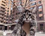 Кошки в Кудрово: Котенок мейн-кун, девочка , шейдед линия, в разведение Девочка, 65 000 руб. - фото 6