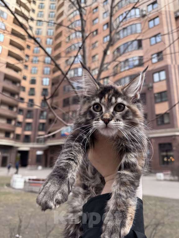 Кошки в Кудрово: Котенок мейн-кун, девочка , шейдед линия, в разведение Девочка, 65 000 руб. - фото 6
