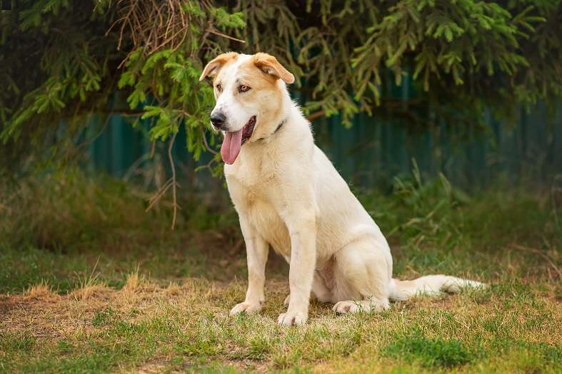 Собаки в Москве: Альба Девочка, Бесплатно - фото 6