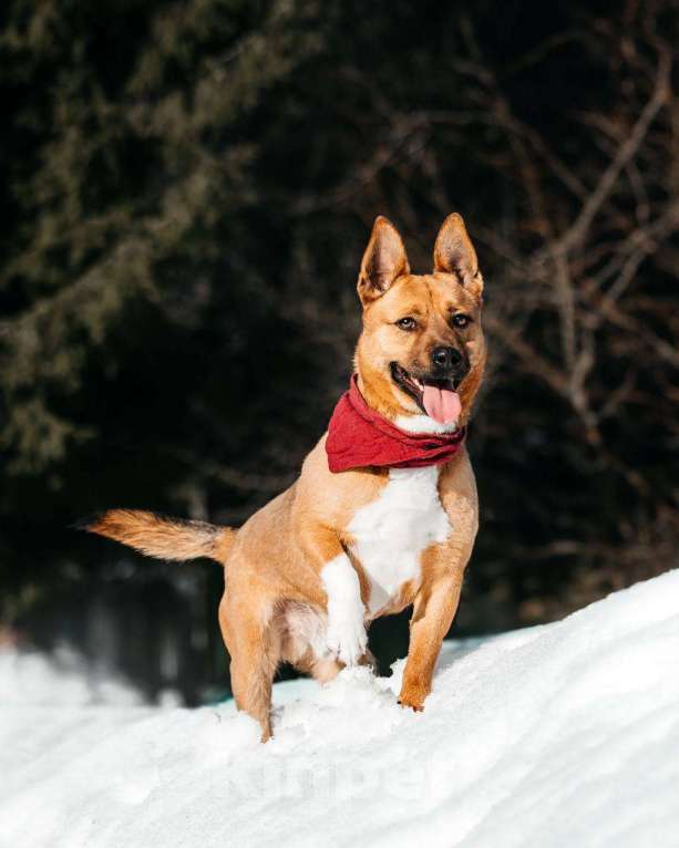 Собаки в Москве: Арчи. Собака чуть больше кошки Мальчик, Бесплатно - фото 2