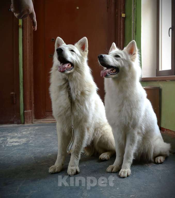 Собаки в других городах Ленинградской области: Белая швейцарская овчарка, щенки Мальчик, 55 000 руб. - фото 1