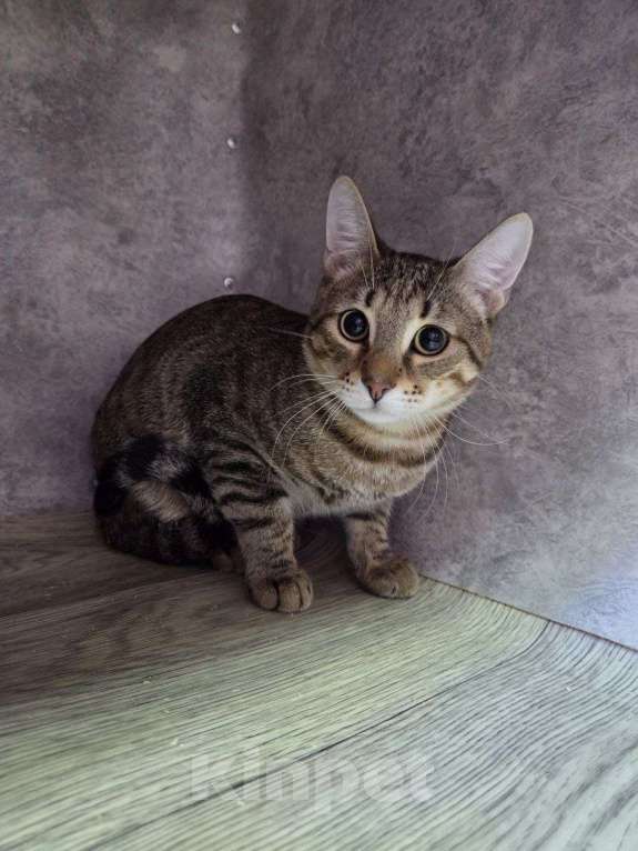 Кошки в Москве: Самый нежный котик ищет дом Мальчик, Бесплатно - фото 2