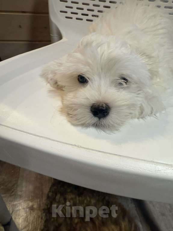 Собаки в других городах Московской области: Мальчишка шалунишка Мальчик, 40 000 руб. - фото 1