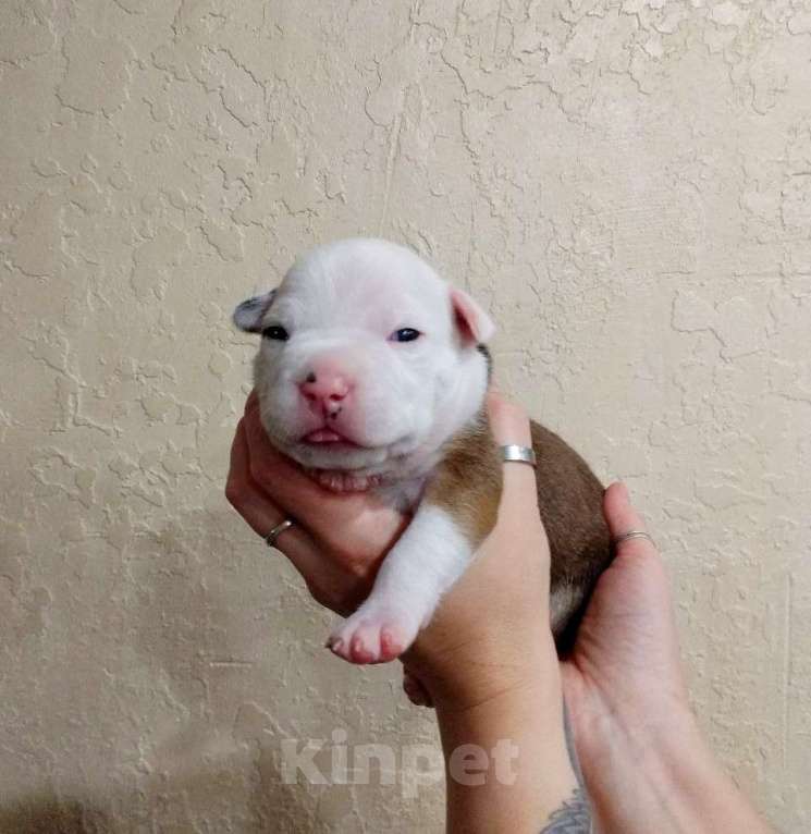 Собаки в Москве: Нежный малыш амстаффа  Мальчик, 80 000 руб. - фото 1