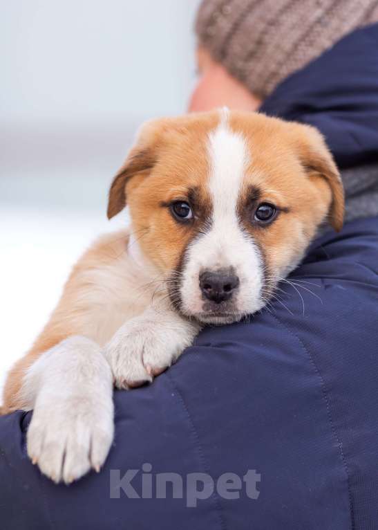 Собаки в других городах Московской области: Щенок Балу в добрые руки Мальчик, Бесплатно - фото 2