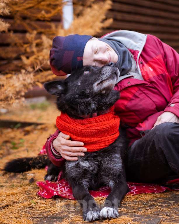 Собаки в Москве: Собака из приюта в добрые руки Мальчик, Бесплатно - фото 5