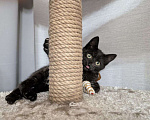 Кошки в Москве: Котенок девочка  Девочка, Бесплатно - фото 6
